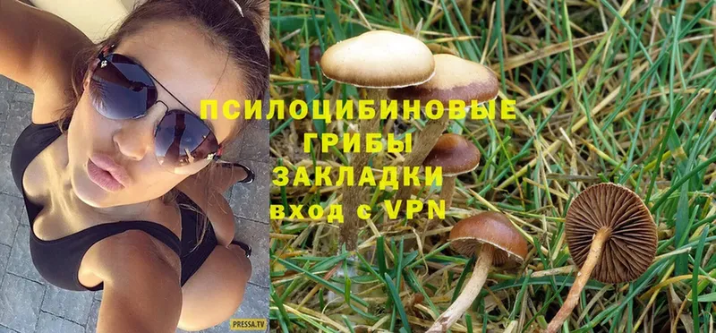 Галлюциногенные грибы Psilocybe  Ирбит 